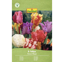 FloraSelf Balenie 8 tulipánov Parrot, zmes
