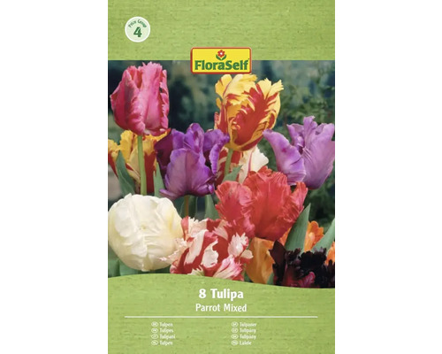 FloraSelf Balenie 8 tulipánov Parrot, zmes