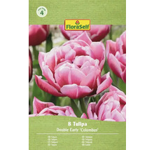 FloraSelf tulipány Double Early Columbus, 8 kusov