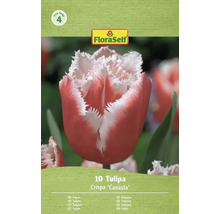 Balenie 10 tulipánov Crispa Canasta