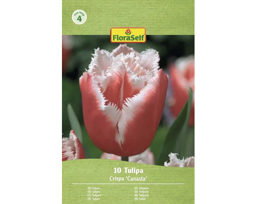 Balenie 10 tulipánov Crispa Canasta