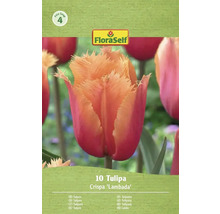 Balenie cibuliek tulipánu Crispa 'Lambada'