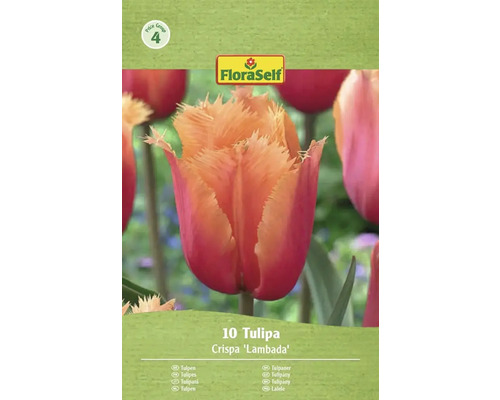 Balenie cibuliek tulipánu Crispa 'Lambada'