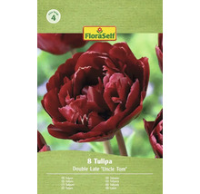 Balenie 8 tulipánov odrody Double Late 'Uncle Tom' od FloraSelf