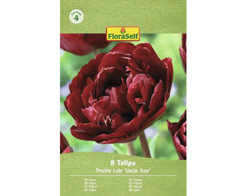Balenie 8 tulipánov odrody Double Late 'Uncle Tom' od FloraSelf