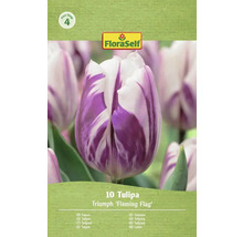 FloraSelf Tulipán Triumph 'Flaming Flag', 10 kusov