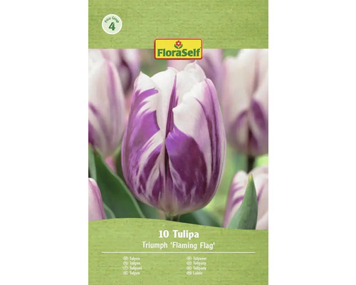 FloraSelf Tulipán Triumph 'Flaming Flag', 10 kusov