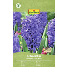Balenie 5 hyacintov orientalis Dark Blue značky FloraSelf