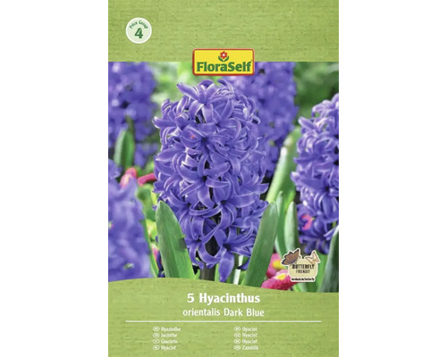Balenie 5 hyacintov orientalis Dark Blue značky FloraSelf