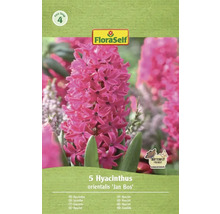 Balenie piatich hyacintov odrody 'Jan Bos' od FloraSelf