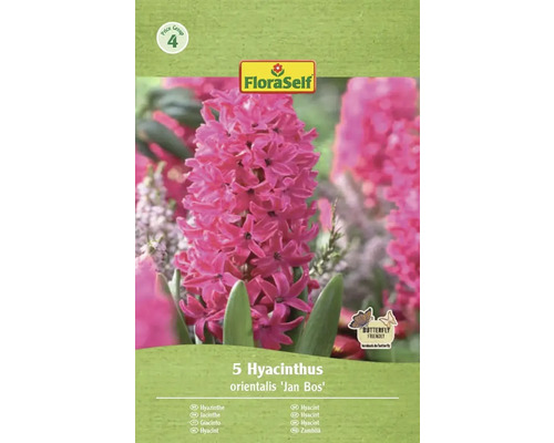 Balenie piatich hyacintov odrody 'Jan Bos' od FloraSelf