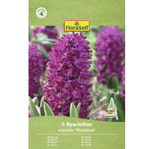 Balenie 5 hyacintov typu 'Woodstock' od značky FloraSelf