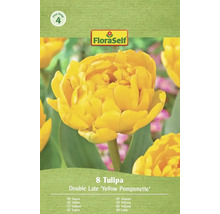 Balenie 8 tulipánov odrody Double Late 'Yellow Pomponette'