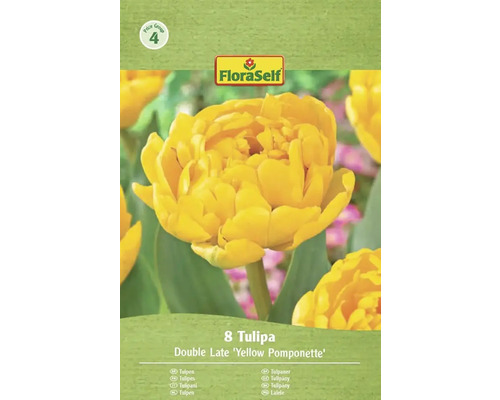 Balenie 8 tulipánov odrody Double Late 'Yellow Pomponette'