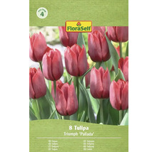 Balenie tulipánov Triumph odrody 'Pallada', obsahuje 8 kusov