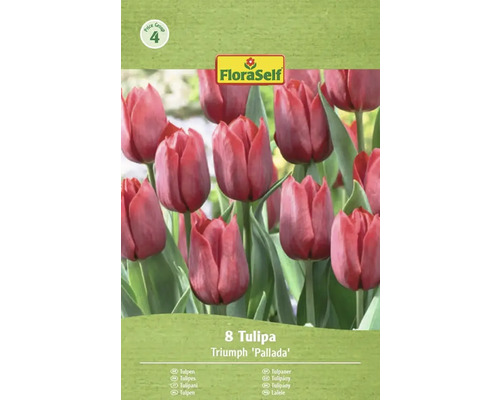 Balenie tulipánov Triumph odrody 'Pallada', obsahuje 8 kusov