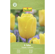 FloraSelf Tulipány Triumph Caractère, 8 kusov