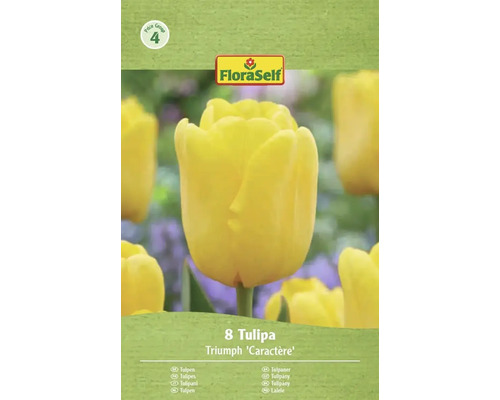 FloraSelf Tulipány Triumph Caractère, 8 kusov