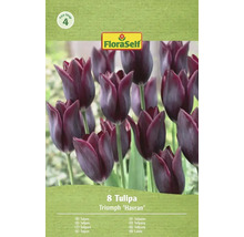 Balenie 8 tulipánov Triumph Havran
