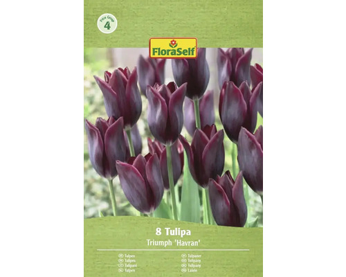 Balenie 8 tulipánov Triumph Havran