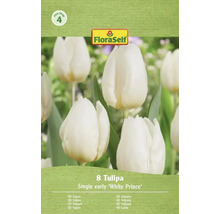 Balenie 8 kusov jednoduchých skorých tulipánov odrody White Prince