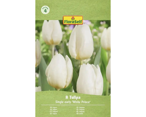 Balenie 8 kusov jednoduchých skorých tulipánov odrody White Prince