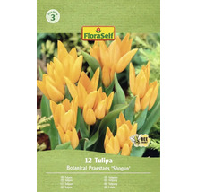 Balenie 12 tulipánov Botanical Praestans 'Shogun'