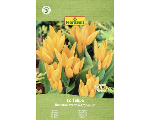 Balenie 12 tulipánov Botanical Praestans 'Shogun'