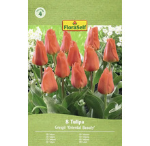Tulipány FloraSelf Greigii 'Oriental Beauty', balenie po 8 kusoch