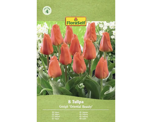 Tulipány FloraSelf Greigii 'Oriental Beauty', balenie po 8 kusoch