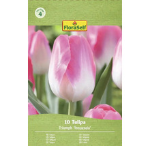 Balenie cibuliek tulipánov Triumph