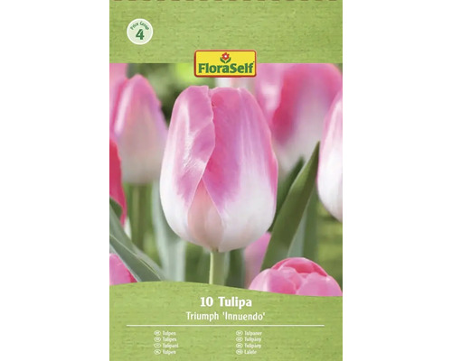 Balenie cibuliek tulipánov Triumph