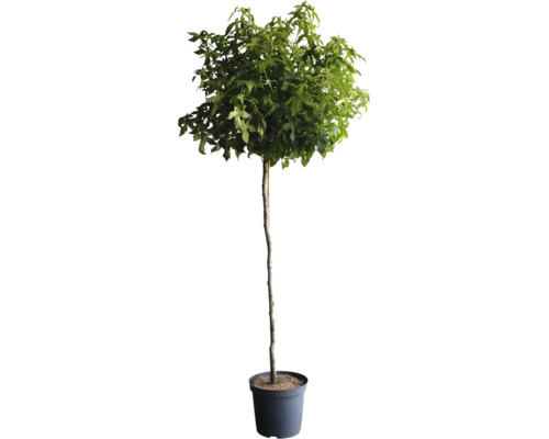 Strom v kvetináči so zelenými listami