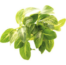 Rastlina so zelenými listami