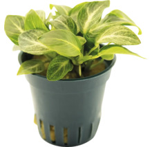 Anubias izbová rastlina v kvetináči