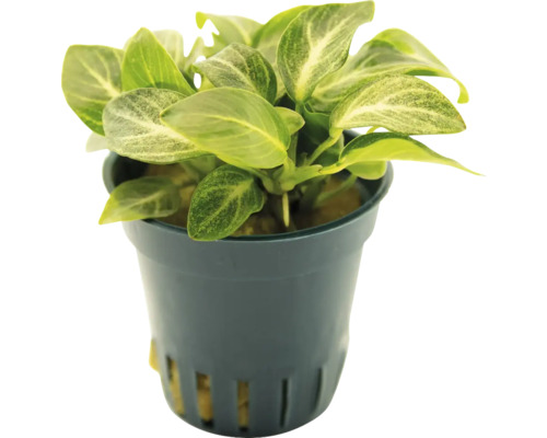 Anubias izbová rastlina v kvetináči