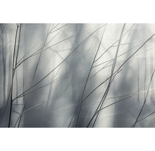 Ozdobné vetvy na rozmazanom pozadí