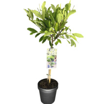 Záhradný strom s listami v kvetináči