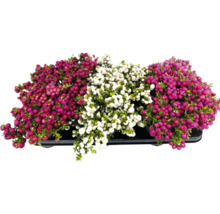 Gaultheria Mucronata v miske