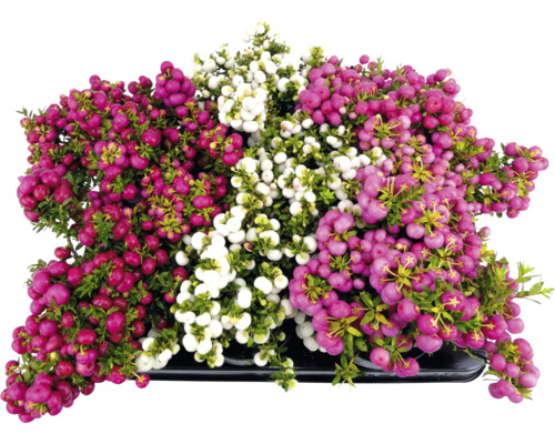 Gaultheria rastlina s červenými, ružovými a bielymi bobuľami