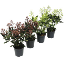 Skimmia v kvetináči