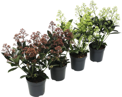 Skimmia v kvetináči