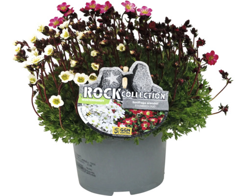 Dvojica lomikameňov v kvetináči