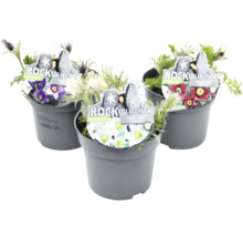 Tri hrnkové rastliny rodu poniklec s kvetmi