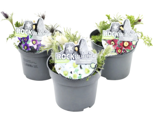 Tri hrnkové rastliny rodu poniklec s kvetmi