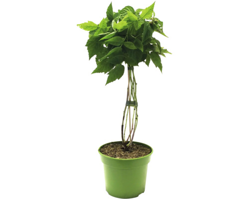 Malinový krík v kvetináči