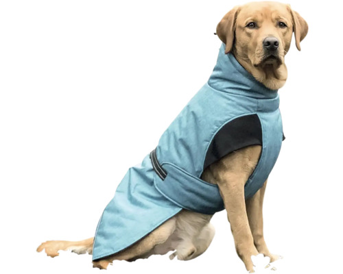 Sediaci labrador s psou bundou