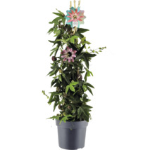 Muccenka v kvetináči s popínavou oporou