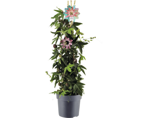 Muccenka v kvetináči s popínavou oporou