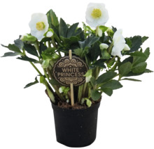 Čemerica White Princess v kvetináči